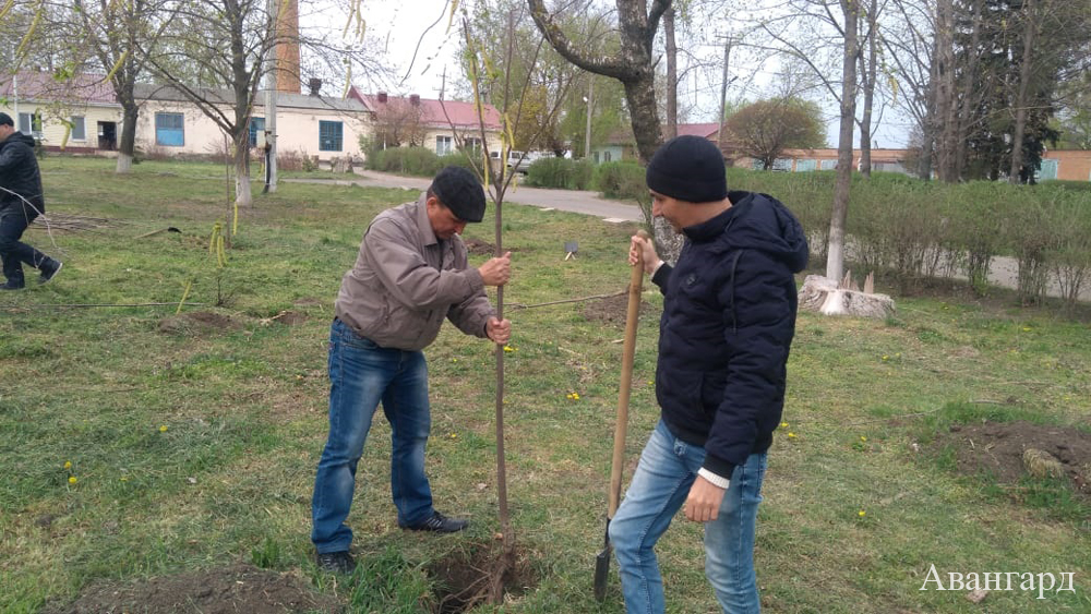 Сотрудники ЦРБ А. Черныш и А. Абкарьян высаживают деревья. | Жизнь продолжается!