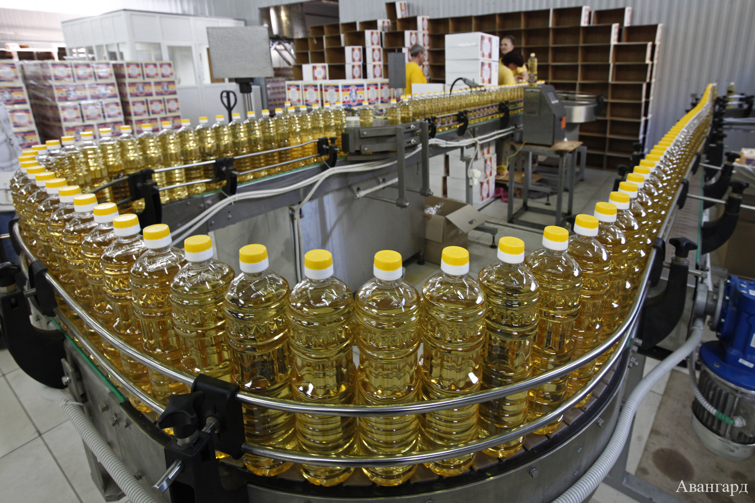 К 2024 году Кубань планирует увеличить экспорт масложировой продукции в три раза – до 374 млн долларов. | Подсолнечник – визитная карточка Кубани